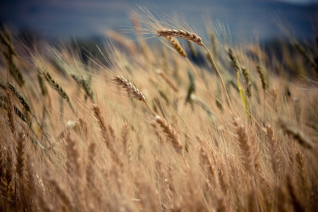 Cmo conservar la biodiversidad en el aprovisionamiento de la cadena agroalimentaria